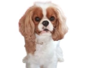 Riley the dog