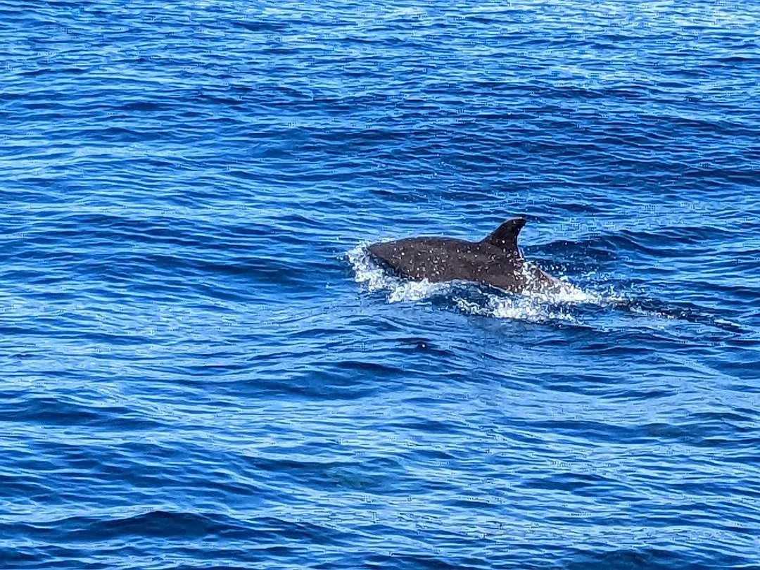 Dolphin in Sea of Cortez