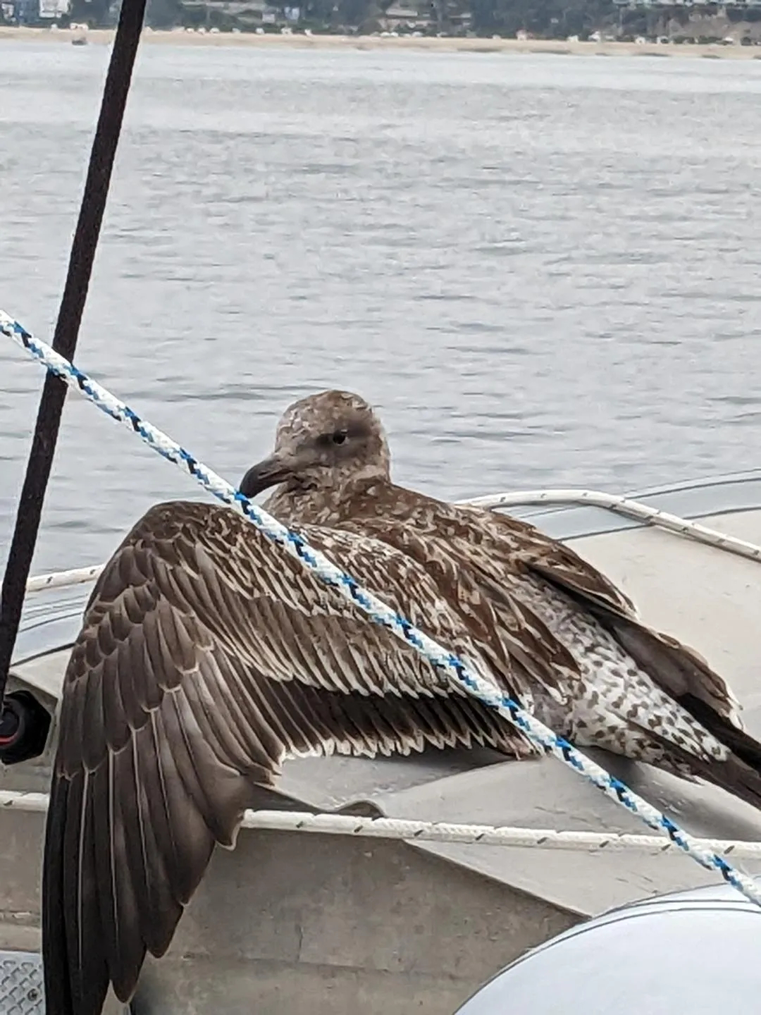 Hitchhiker from Alamitos Bay to Dana Point