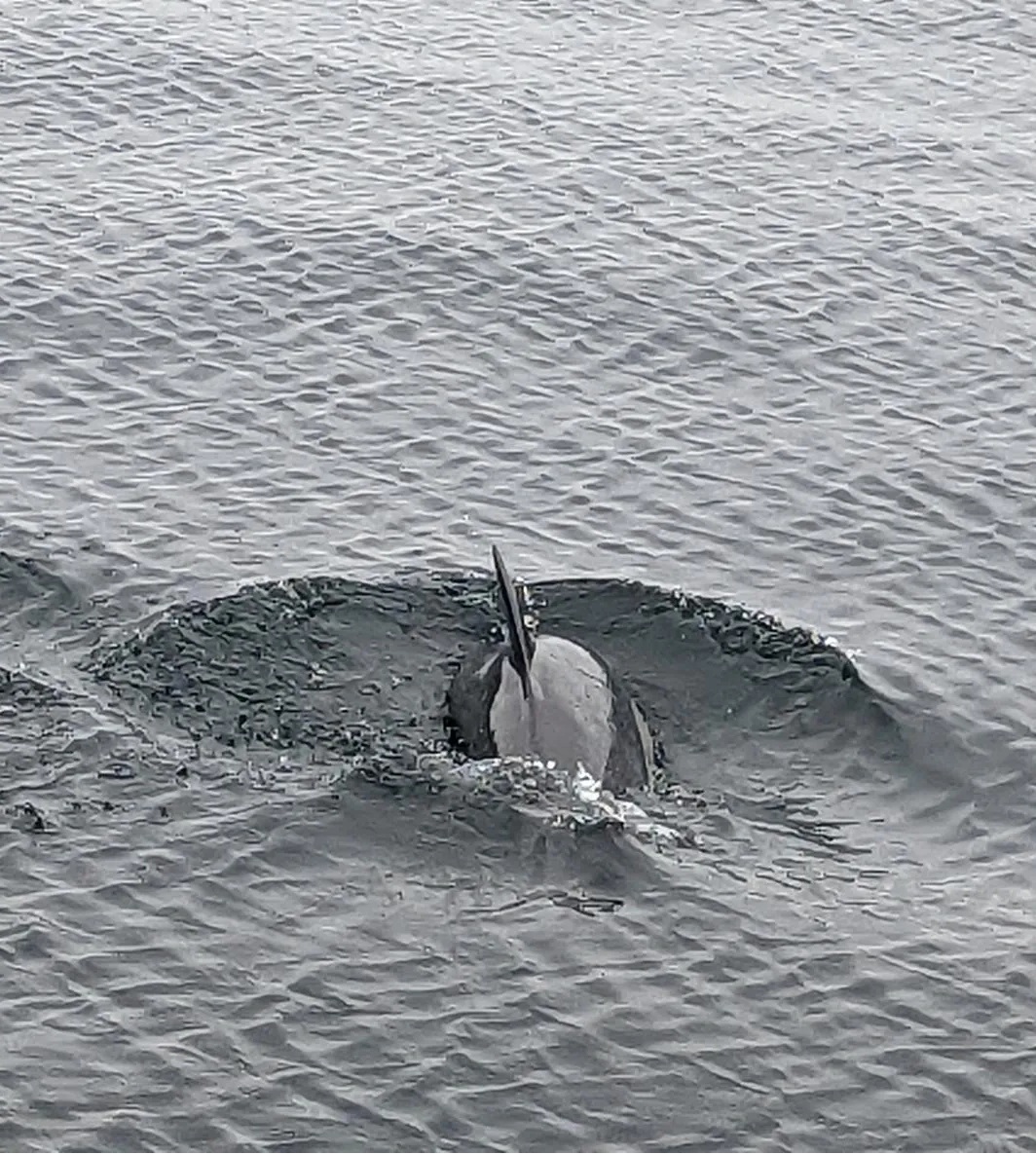 White Sided Dolphin