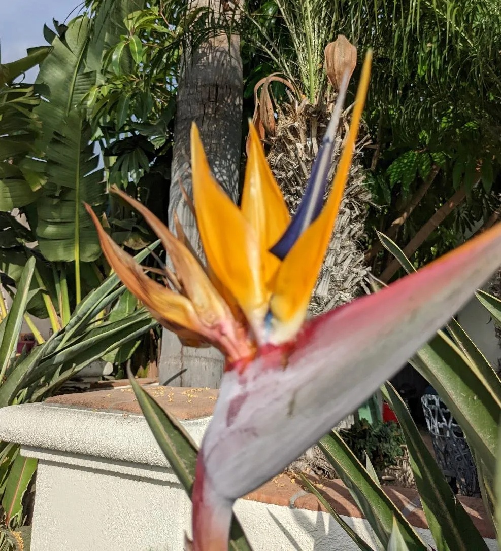 Bird of Paradise