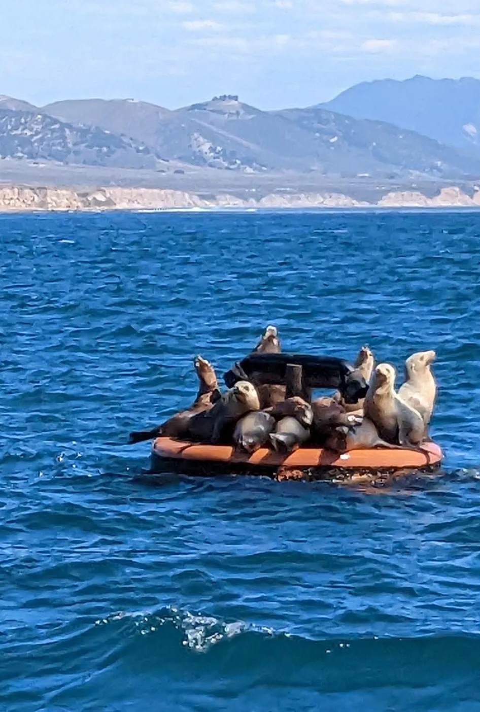 California Sea Lions