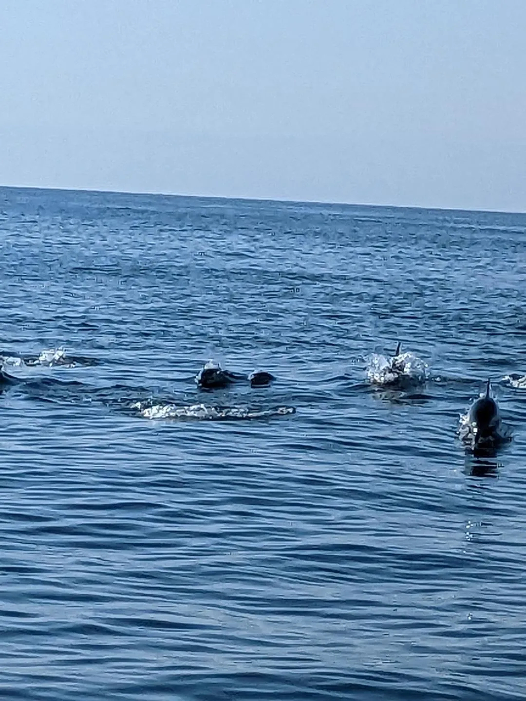 Dolphin Pod off of Carlsbad, CA