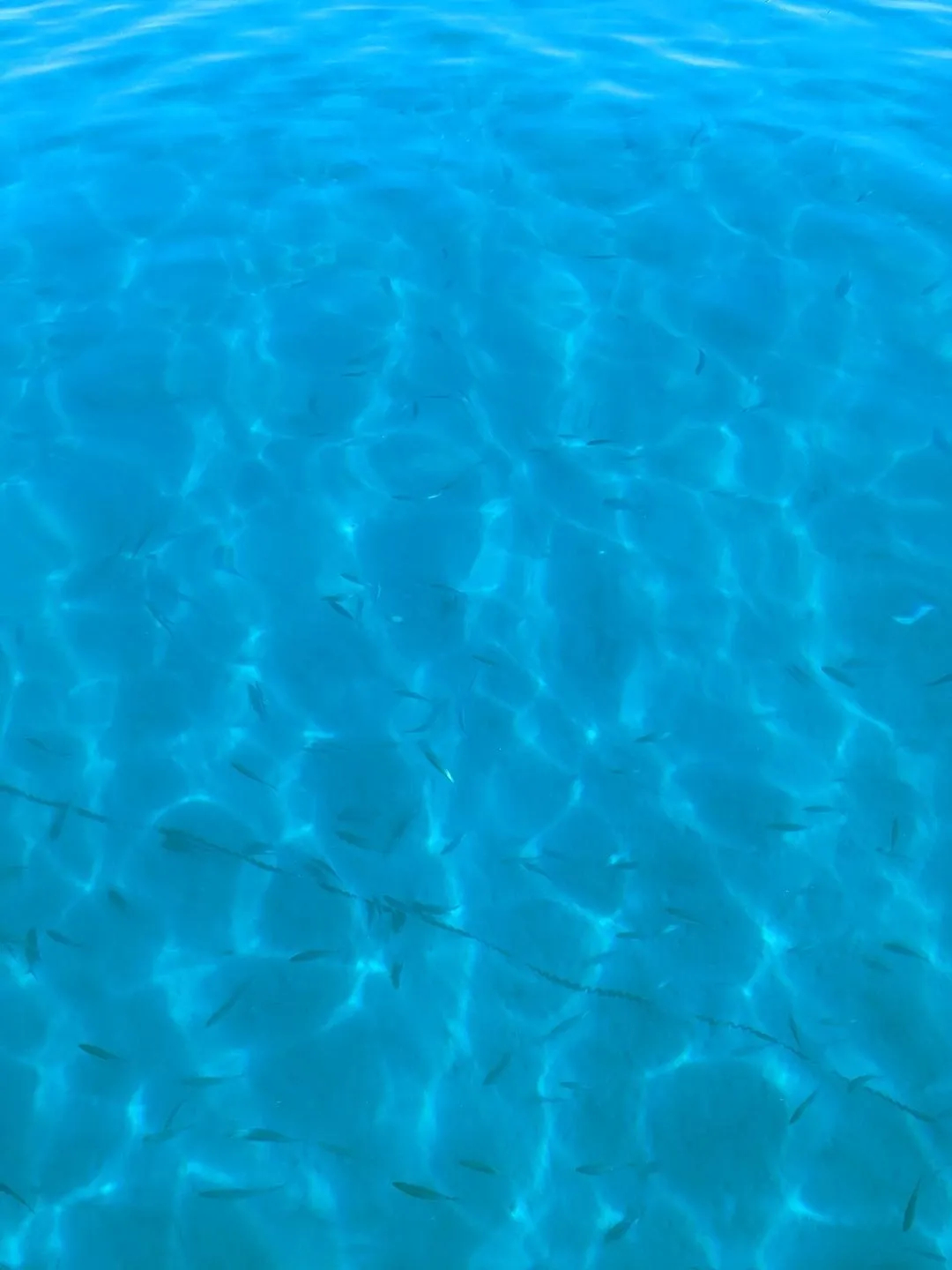 The Sea of Cortez is crystal clear - 25 feet deep and you can see the bottom