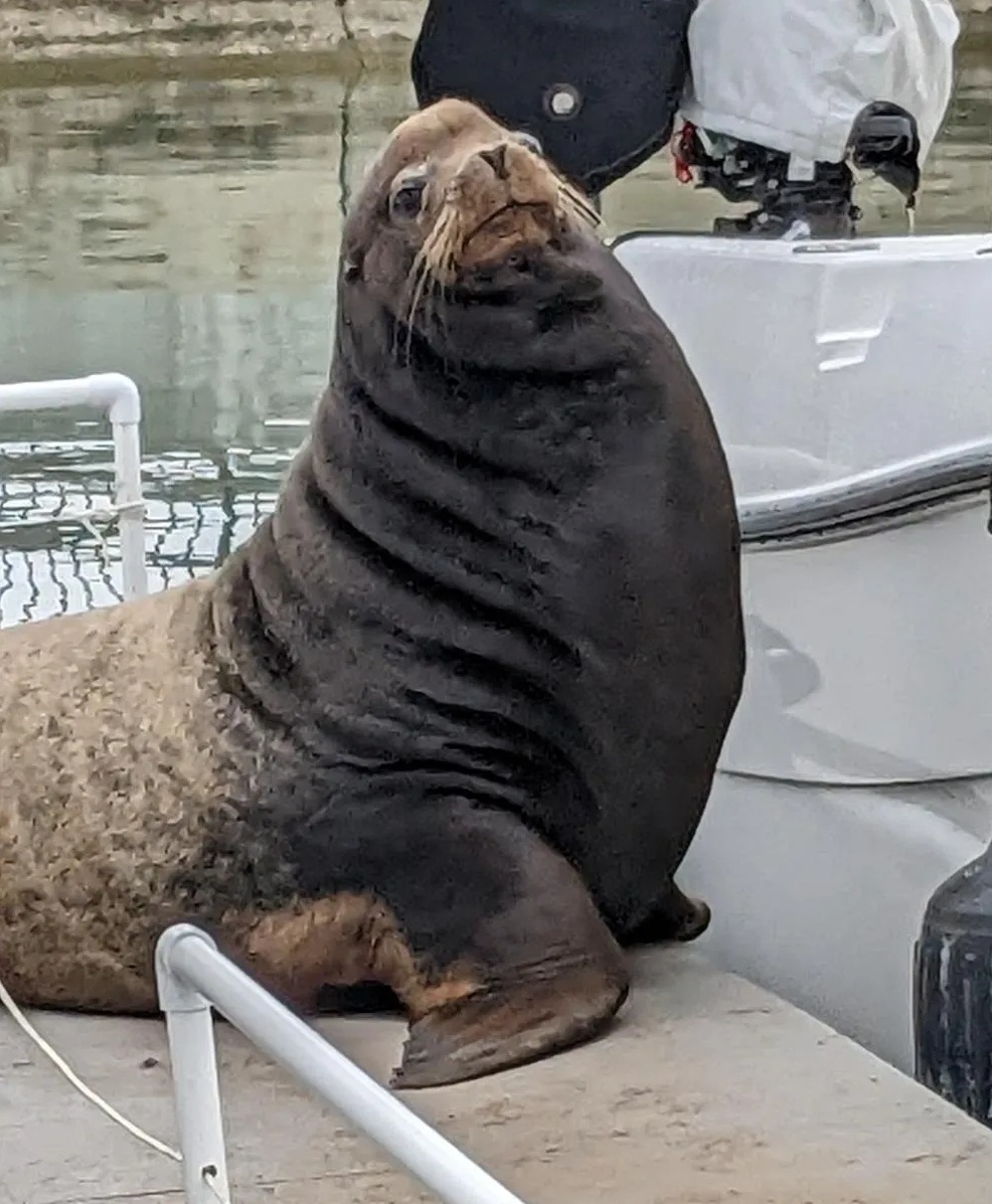 Mr. Sea Lion at Dana Point Marina
