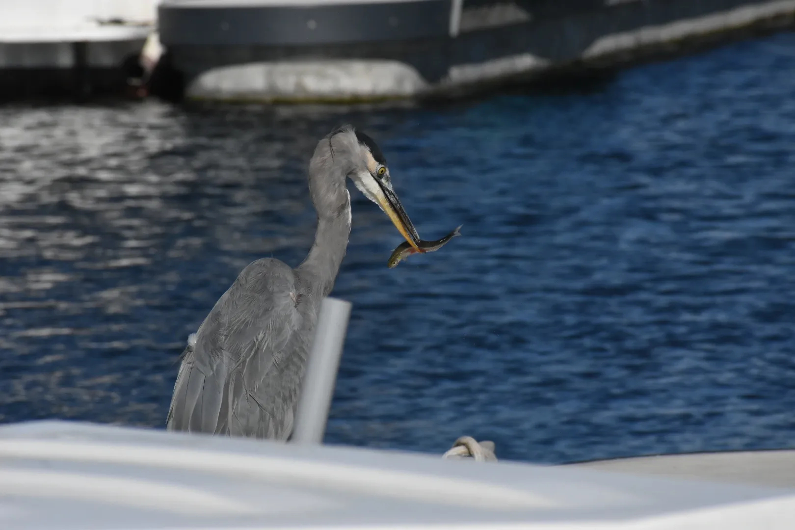 Great Blue Heron