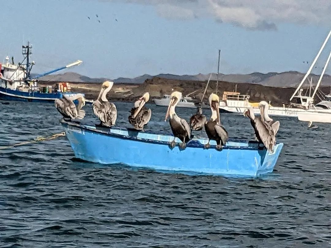 Pelicans on a boat in Turtle Bay