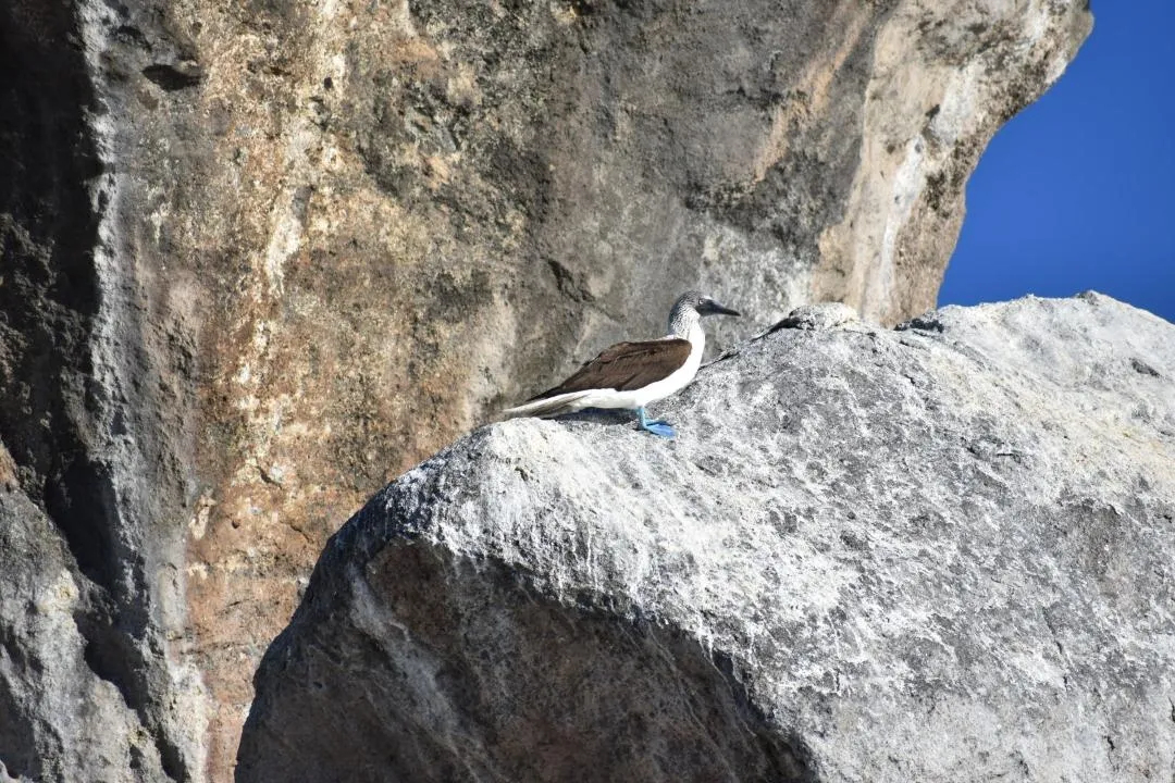 Blue Footed Booby - Isla Isabella