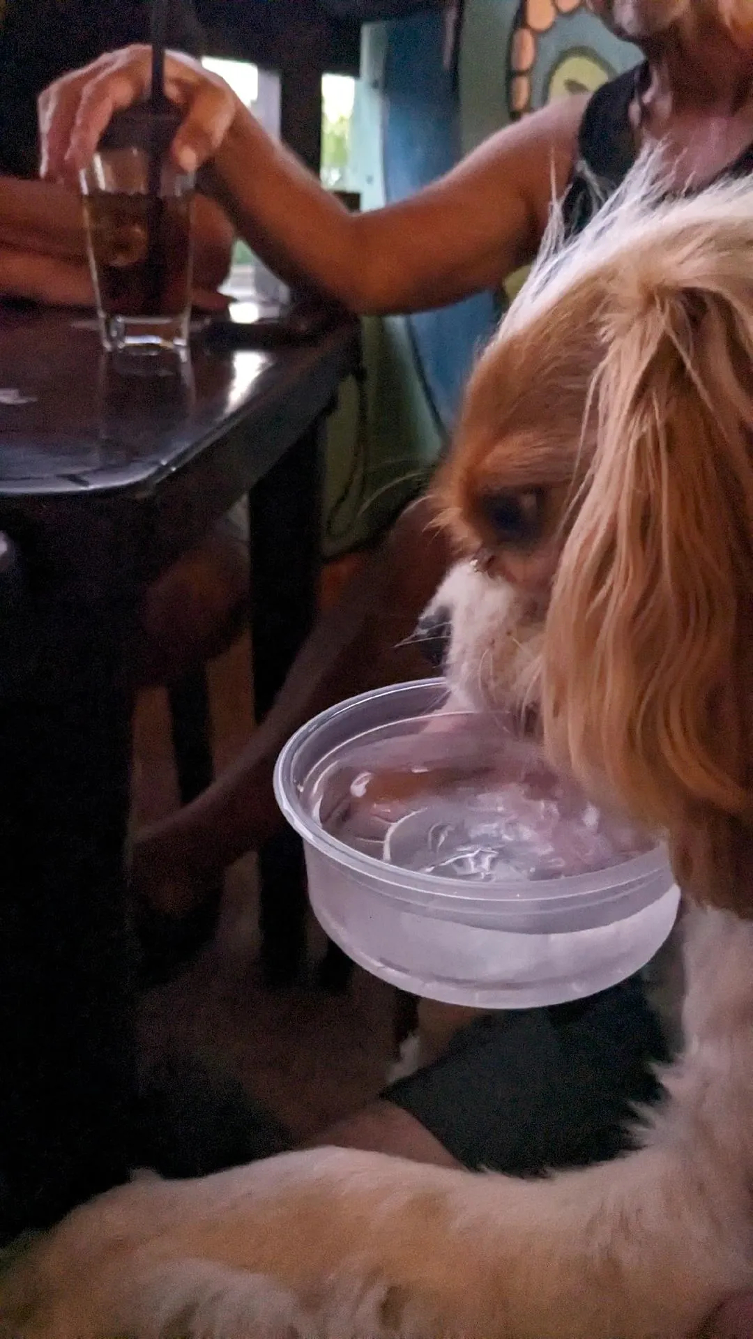 Riley is welcome and treated as a guest at Mexican Restaurants