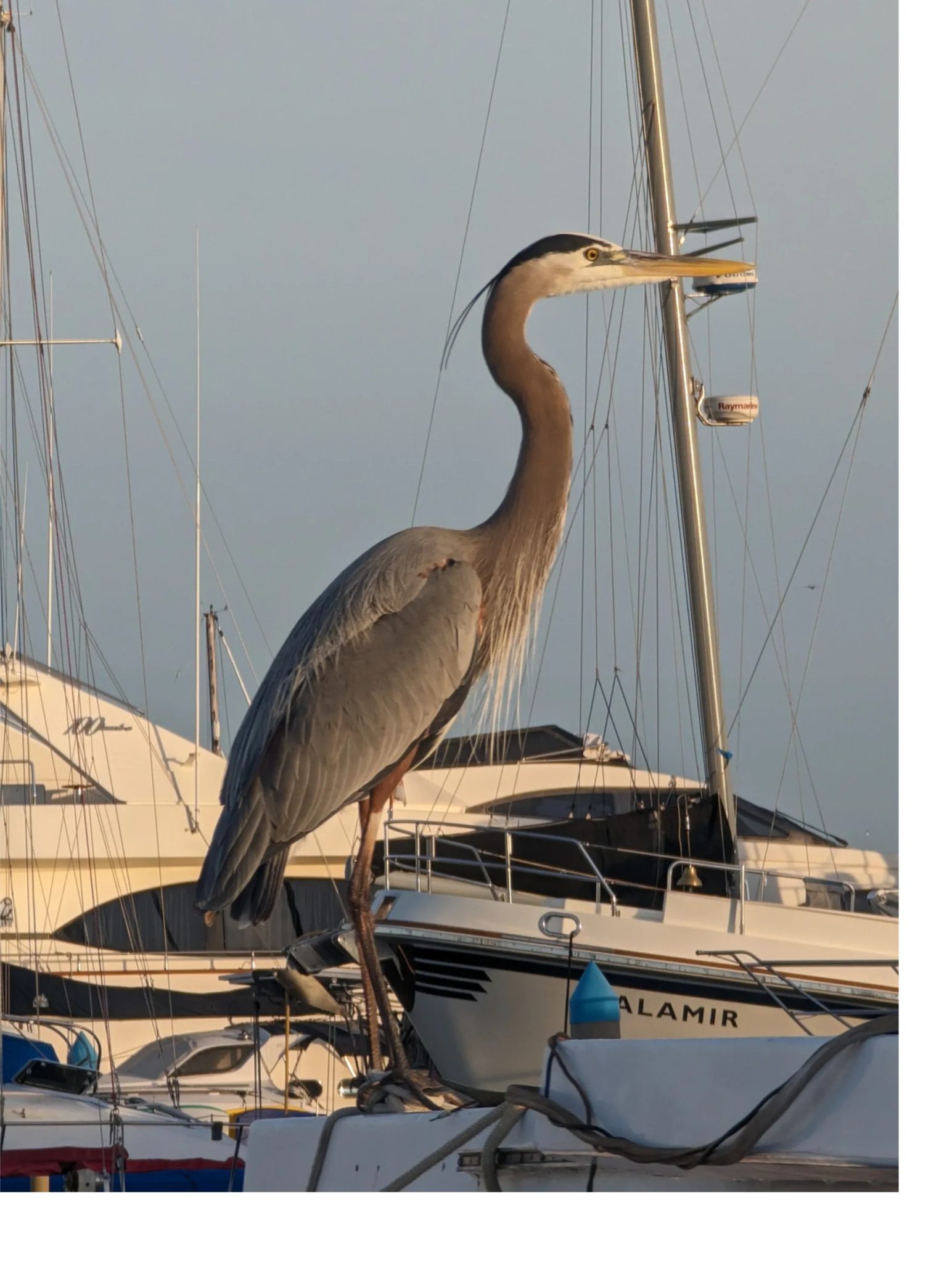 This blue heron lives on our dock in La Paz