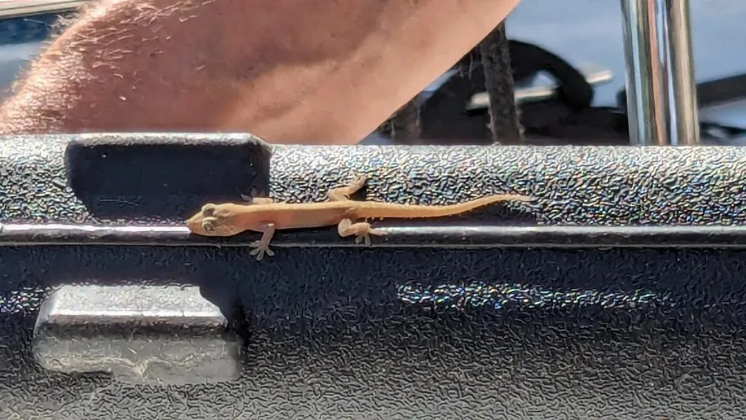 I'm sorry but you can't live on my boat little guy