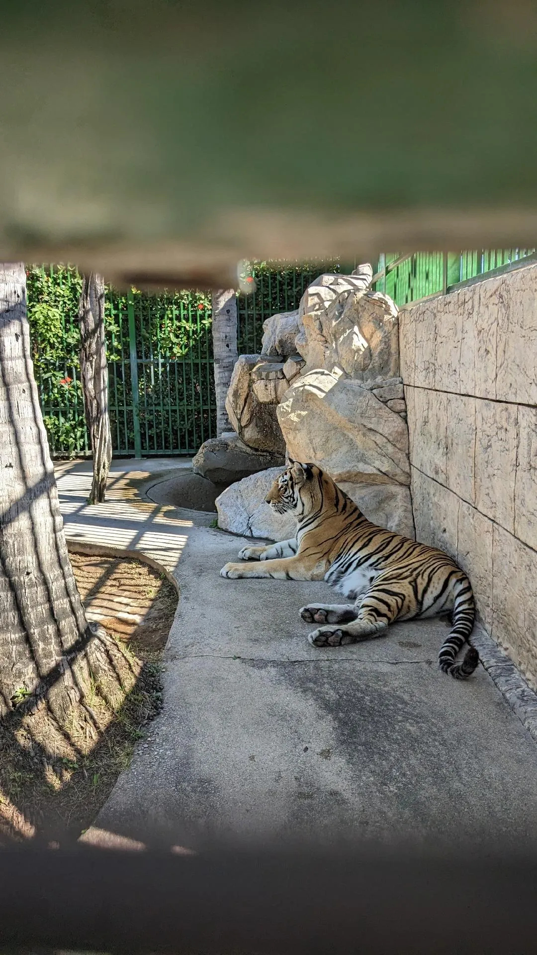 Daisy, the bengal tiger that lives at Paradise Village (2024)
