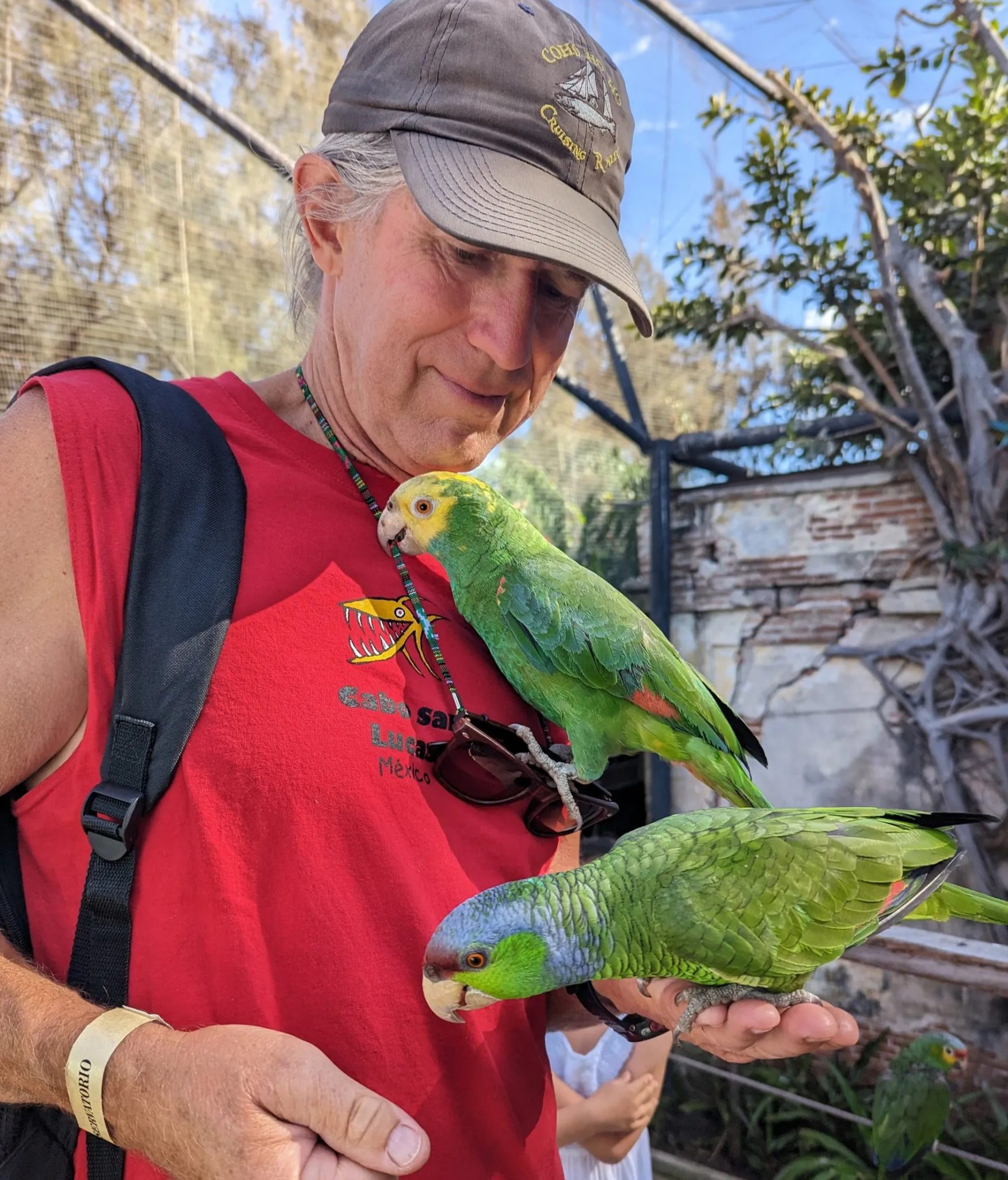 The parrots loved Kevin's red shirt