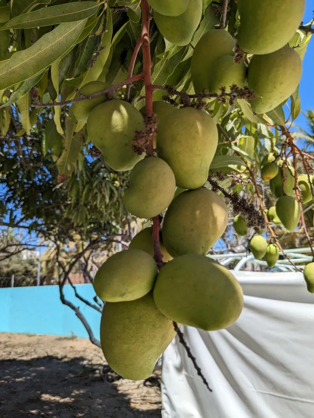 While Kevin was checking into the port captains office I was picking mangos off their tree
