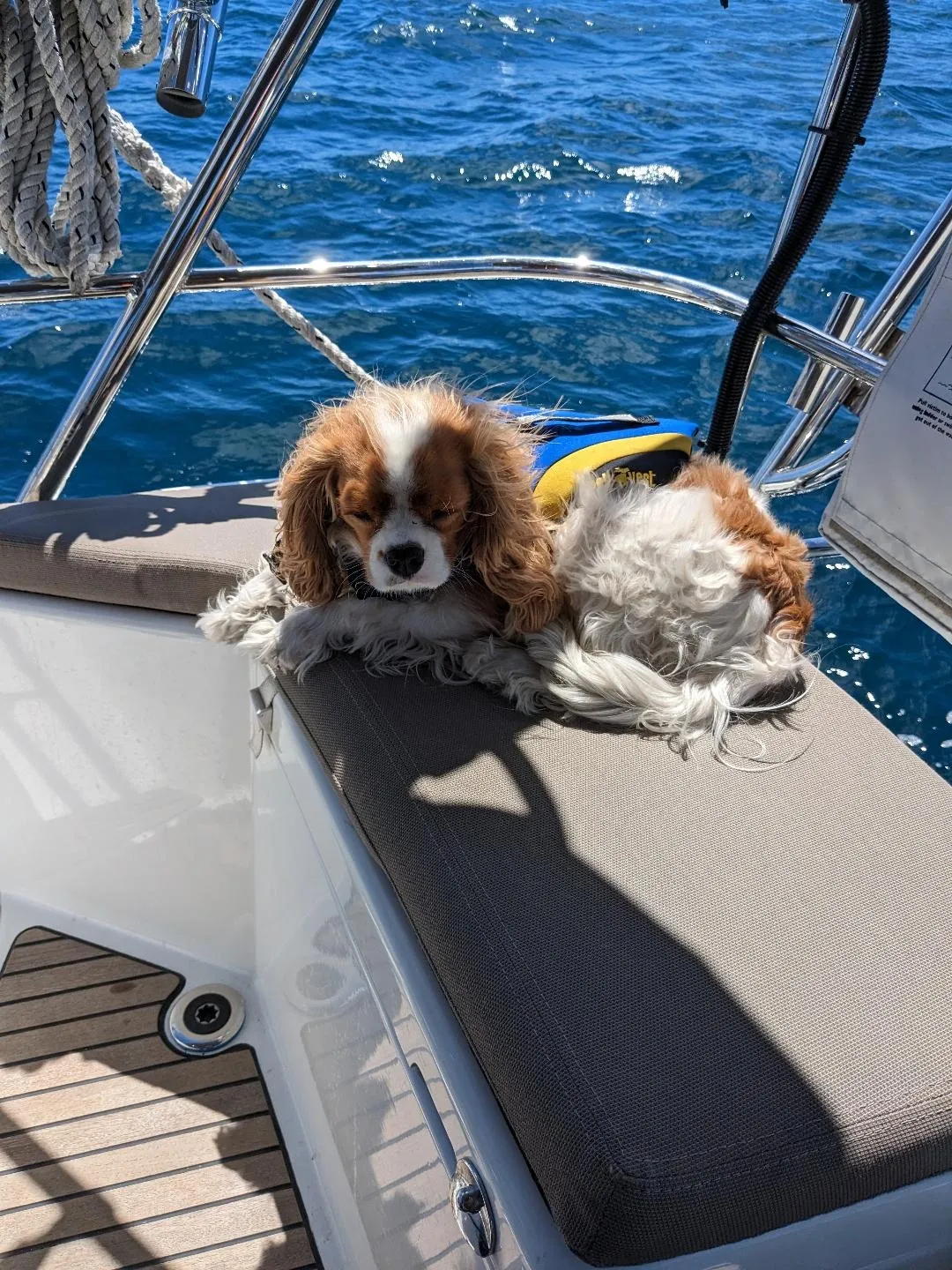 Riley loving the sun but not his life jacket