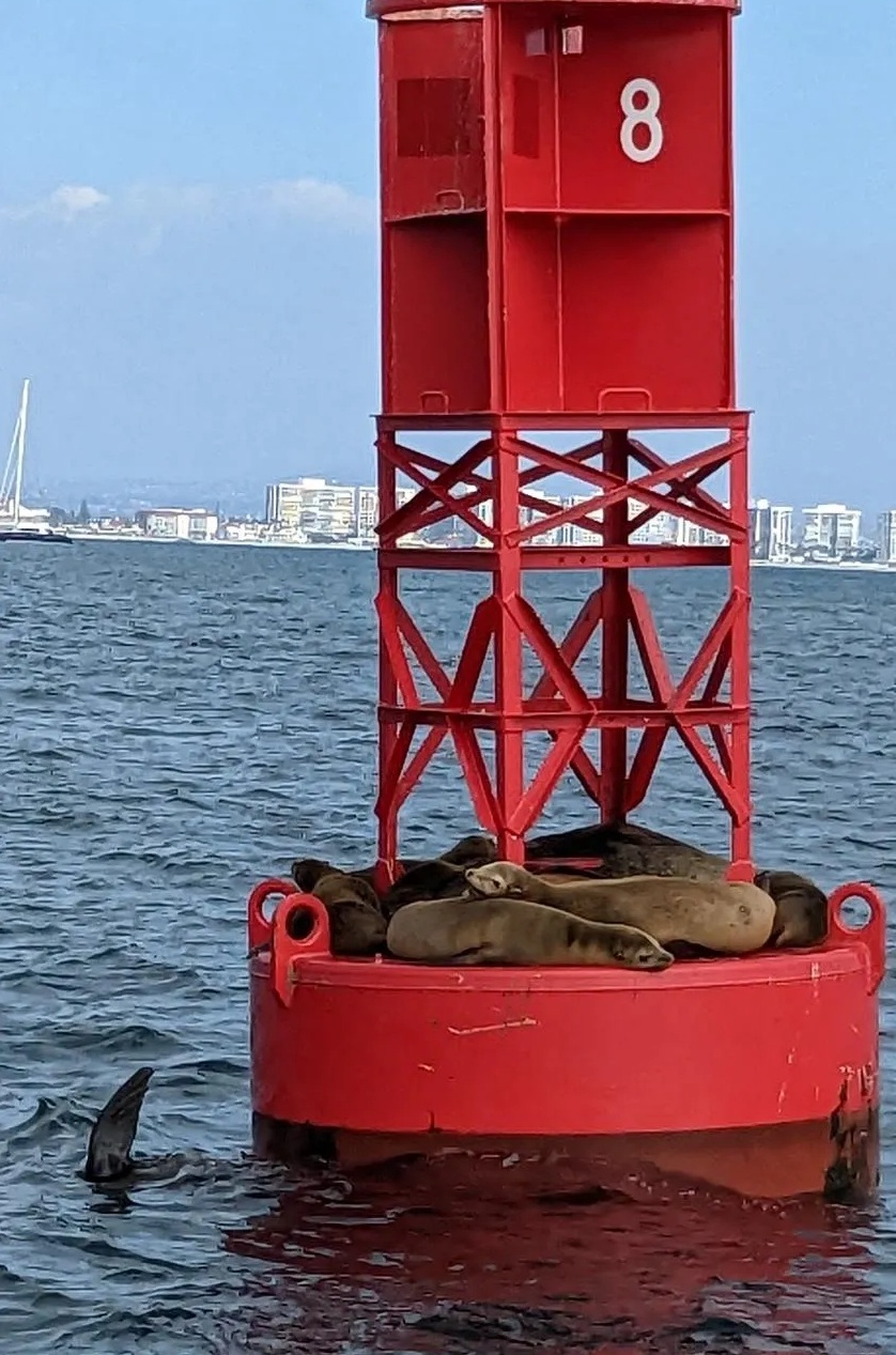 Sea Lions in San Diego Bay