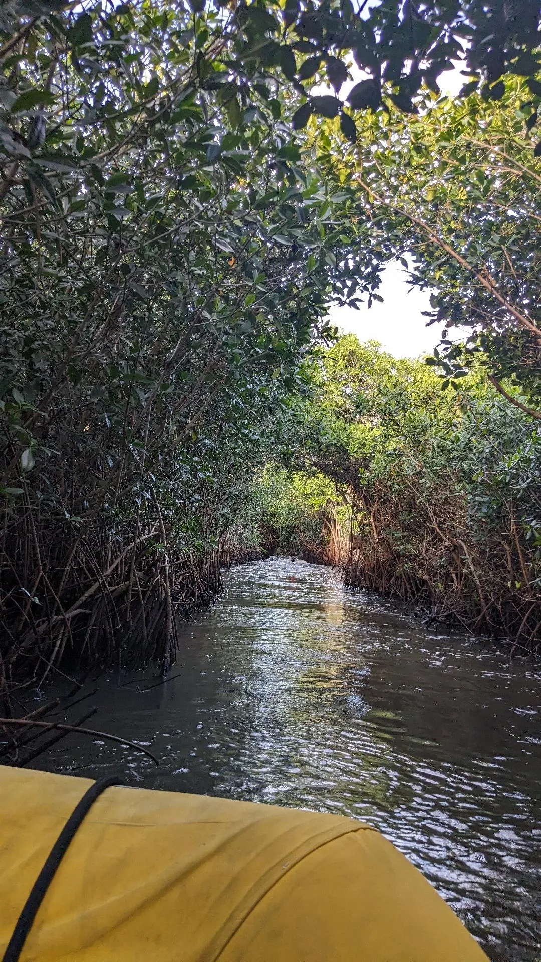 Self-guided dinghy jungle cruise through the mangroves in Tenacatita