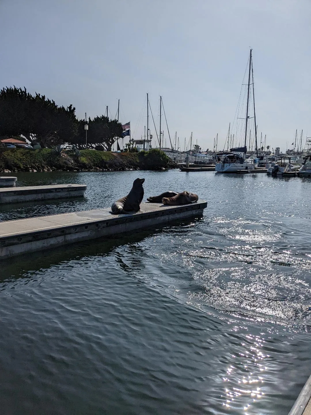 Sea lions in Ventura