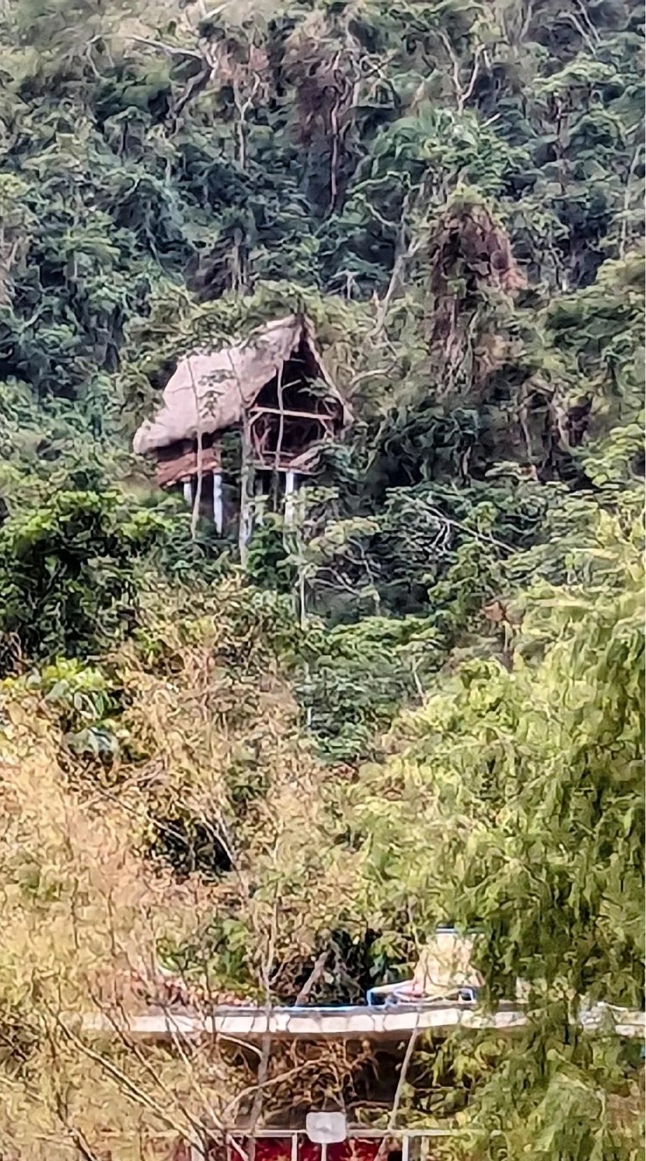 Most homes in the jungle are thatched roof palapas