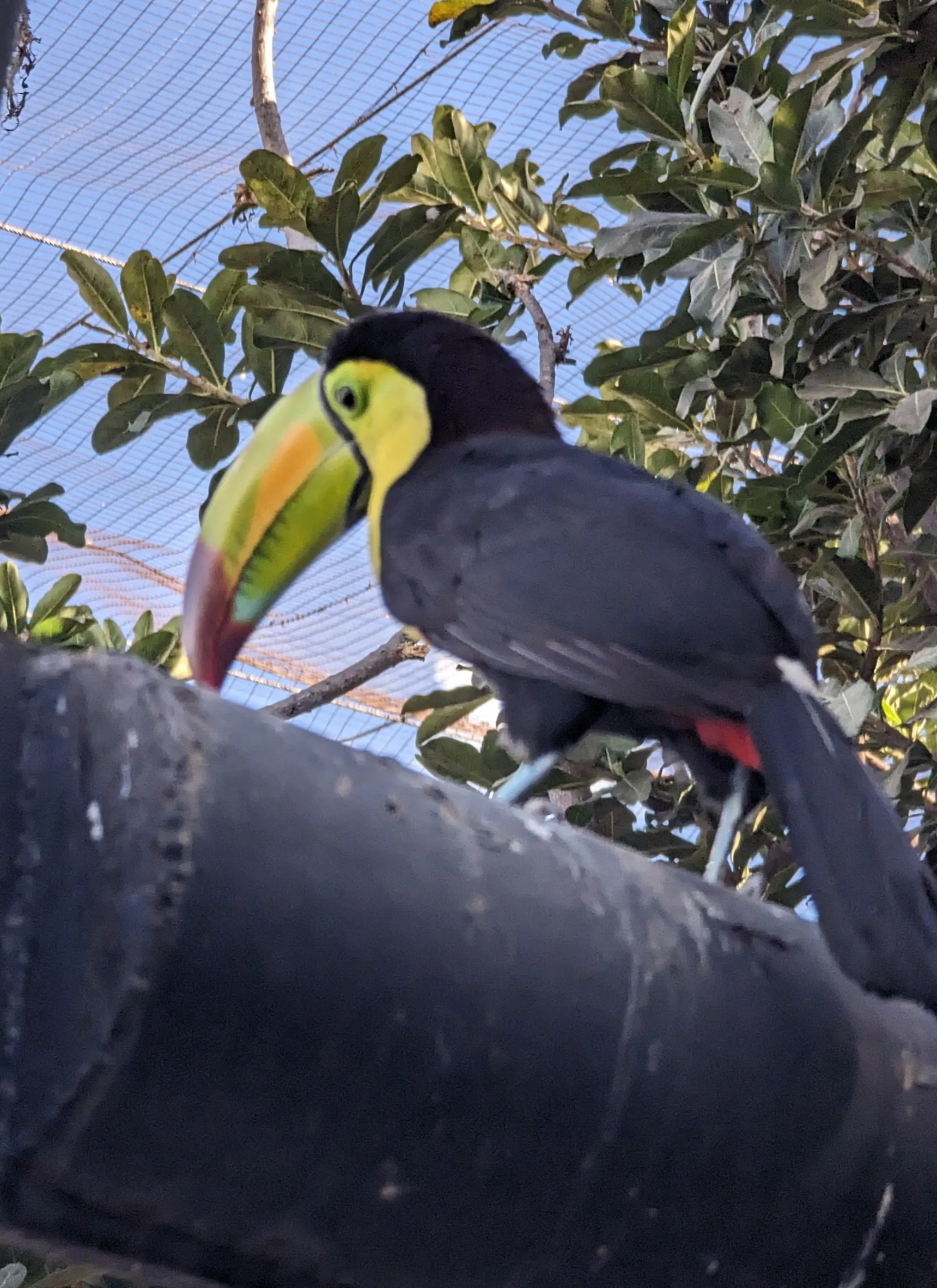 Cockatoo in Mazatlan