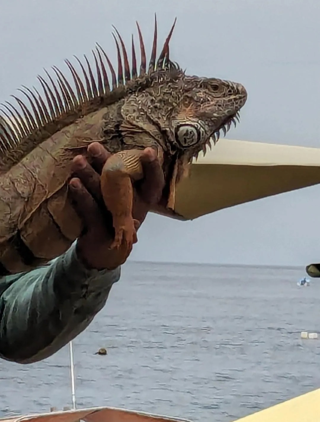 Iguana on the beach in Yelapa