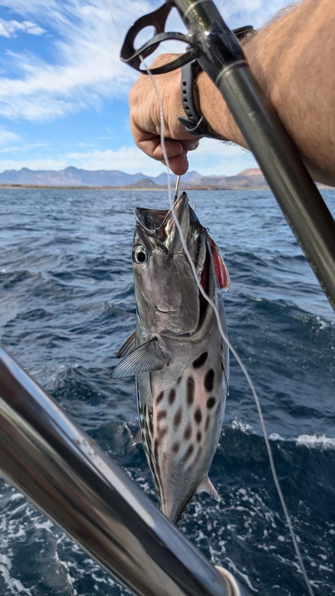 Bonita caught while sailing to Coronado Island