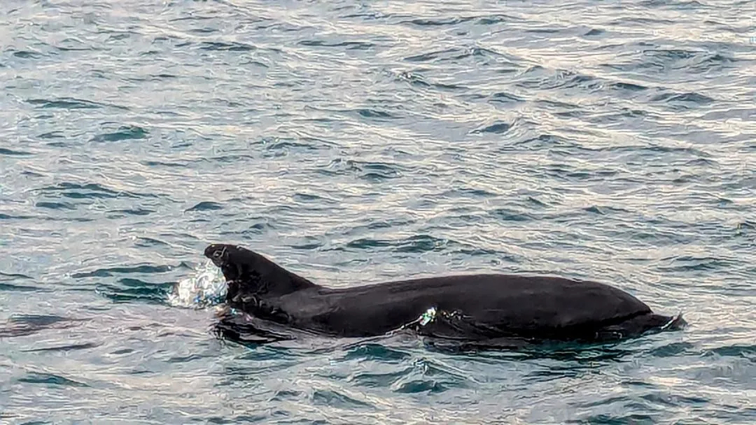 Coronado Island Dolphin