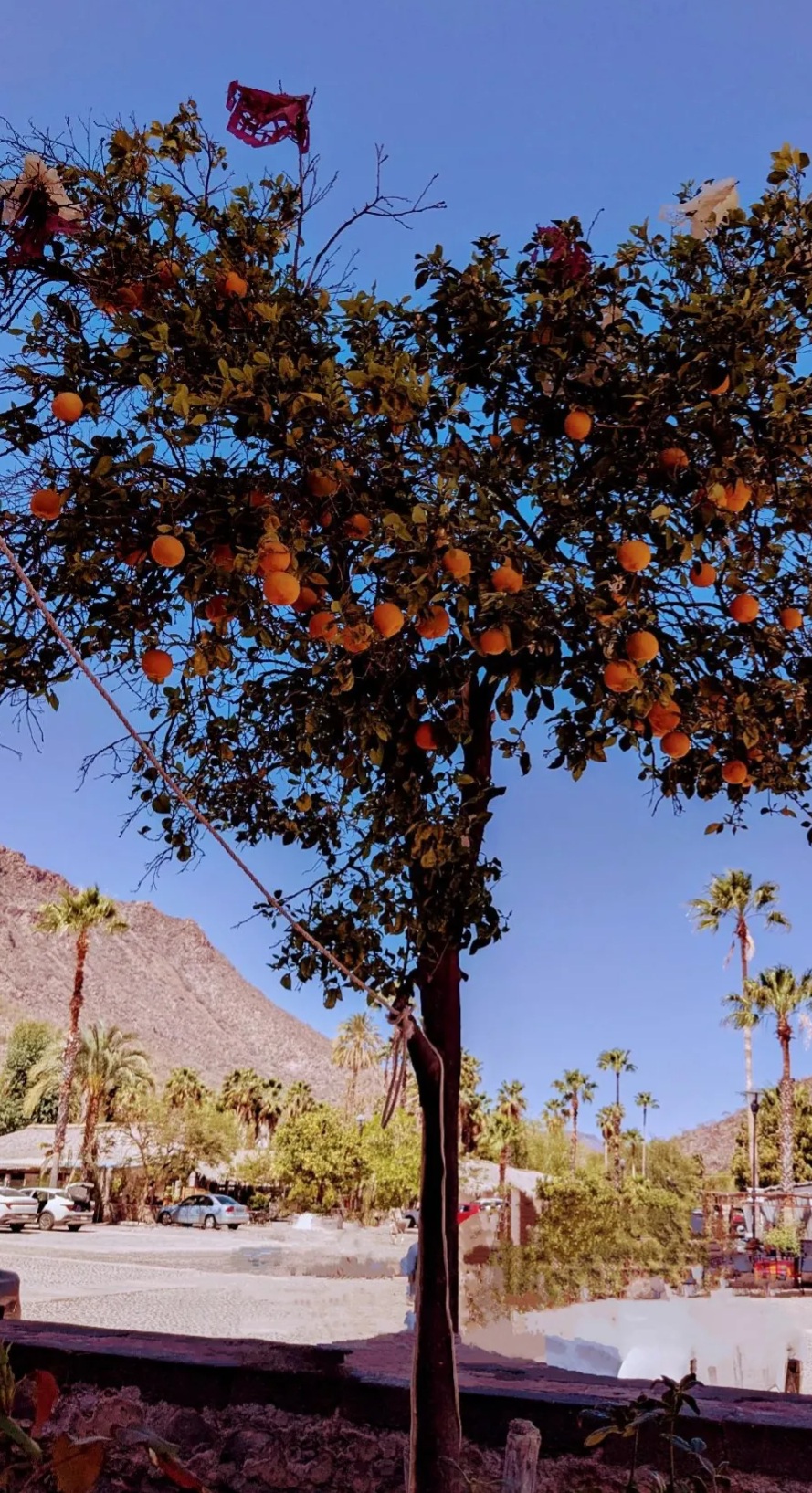 Orange Tree San Javier Mission