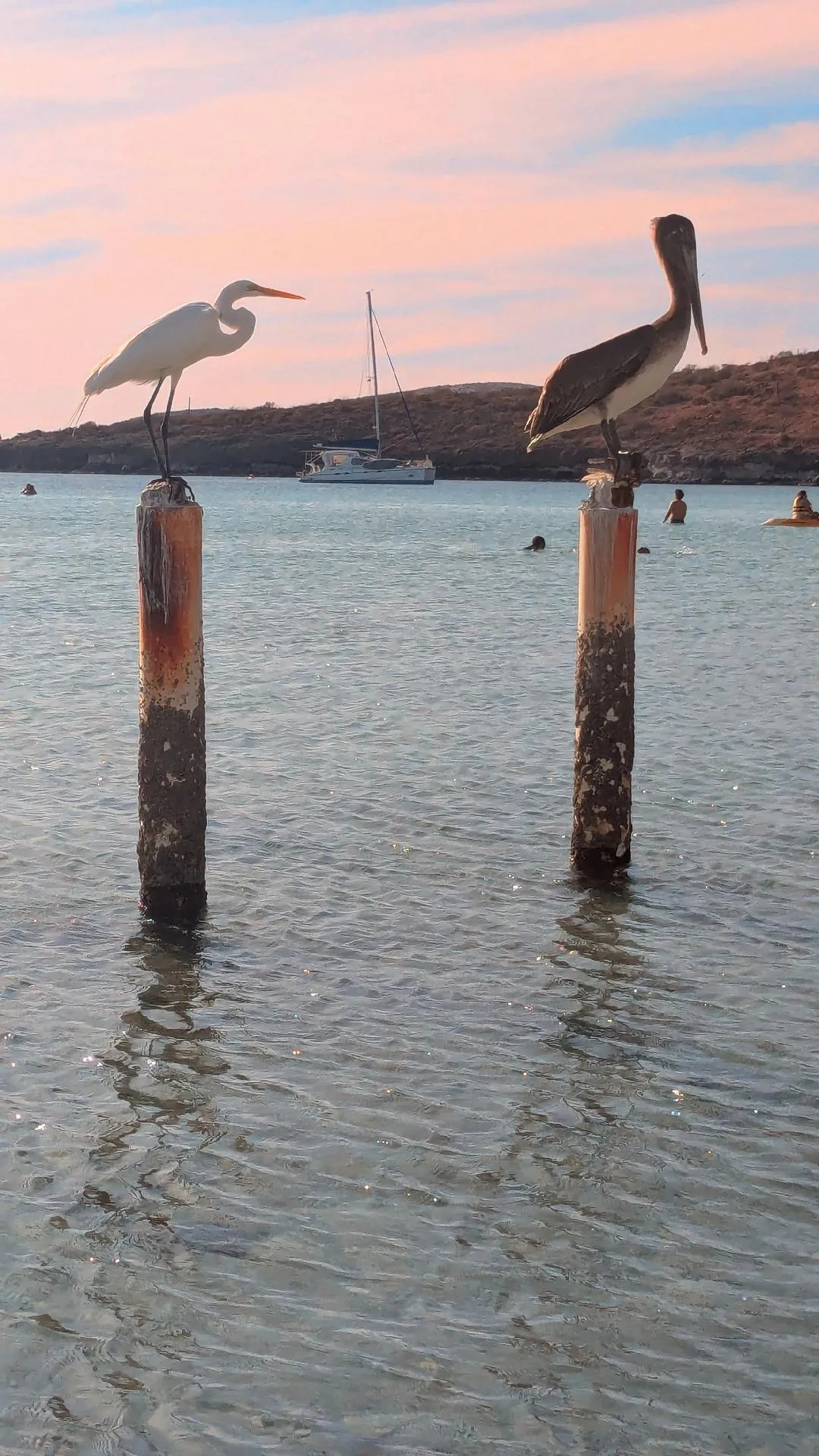 Egretes and Pellicans perched on pilings in Pichilingue, Mexico