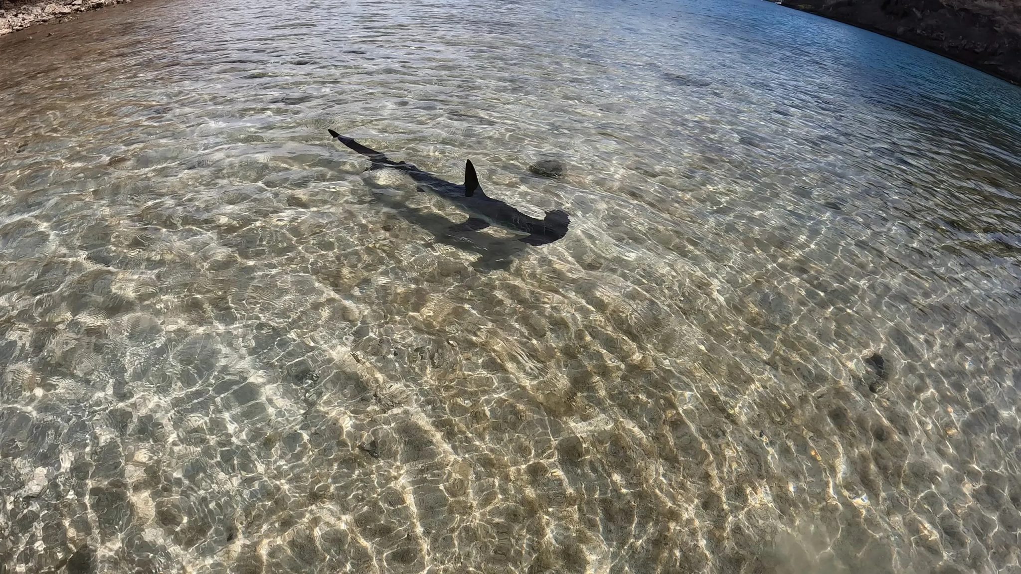 Baby Hammerhead Shark Puerto Escondido