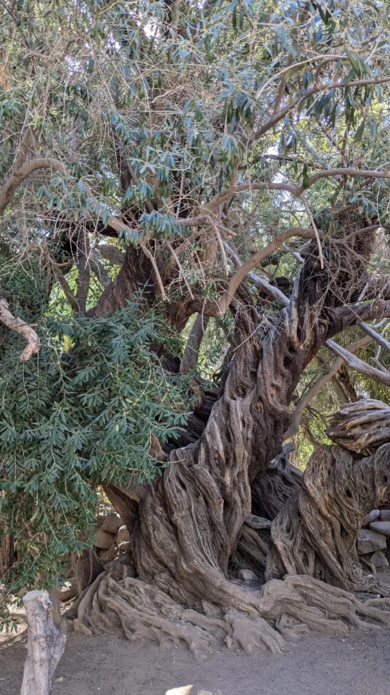 350 yr old olive tree at San Javier Mission - Loreto