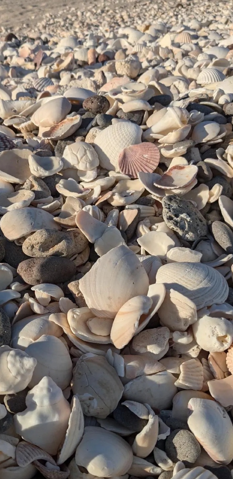 The beach at Punta Chivato was covered in beautiful shells