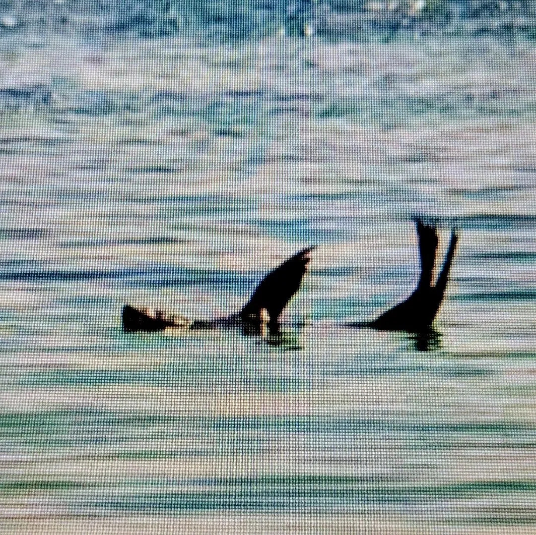 Fun Fact: Sea Lions sleep on the ocean surface with their fins upright